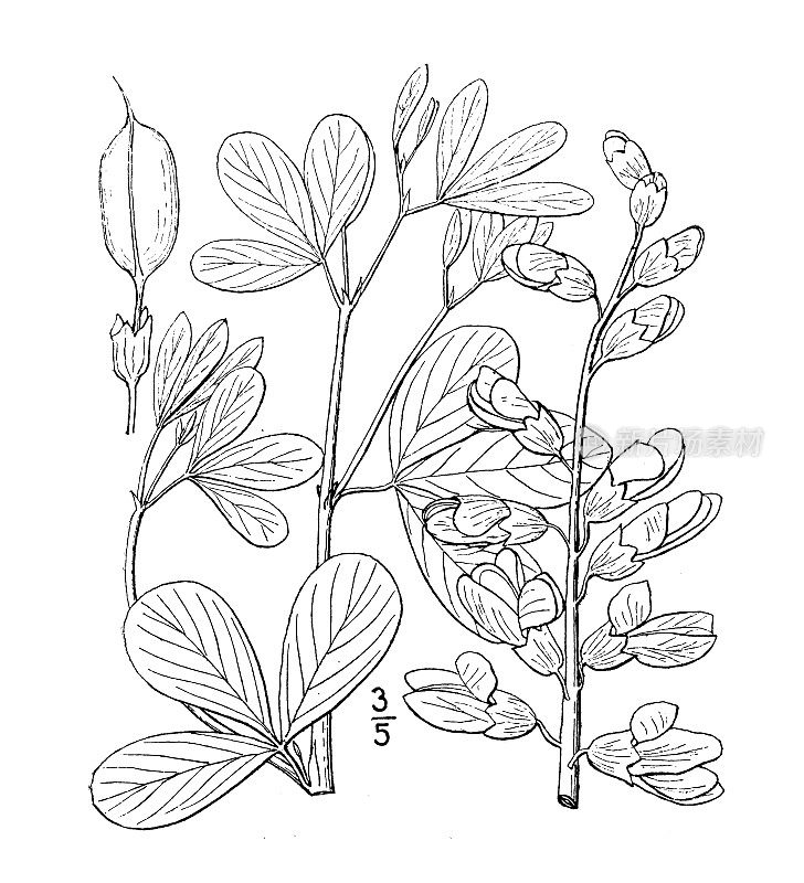 古植物学植物插图:白Baptisia leucantha，大型白色野生靛蓝